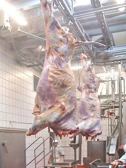 Фотография продукта Линия (цех)  убоя свиней  крс мрс