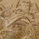 Дроны и авиационные адъюванты против фузариоза пшеницы