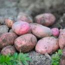 Старый измельчитель для картофельной ботвы приобрел новое значение в борьбе с сорняками