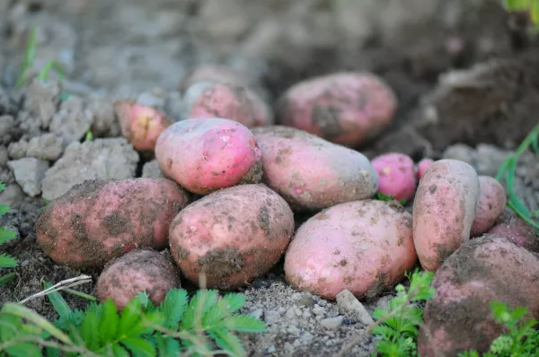 Старый измельчитель для картофельной ботвы приобрел новое значение в борьбе с сорняками