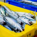 Рост спроса на оборудование для аквакультуры, на рыбные корма и системы для контроля и очистки воды