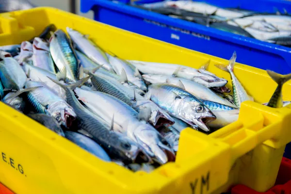 Рост спроса на оборудование для аквакультуры, на рыбные корма и системы для контроля и очистки воды