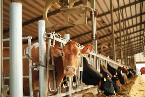 Белорусско-российский проект «Интеллектуальная ферма» обещает удои до 9 тысяч литров в год от коровы