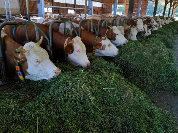Сканирование климата молочной фермы как новая услуга в цифровом животноводстве