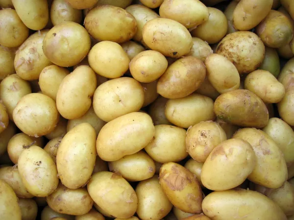 Разработан новый способ уборки картофеля