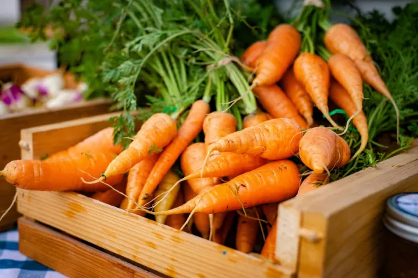Швейцарский агробот «Стрекоза» должен заниматься прополкой моркови днем и ночью