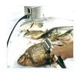 фотография продукта Оборудование для рыбного производства